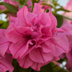 Petunia Tumbelina Candyfloss